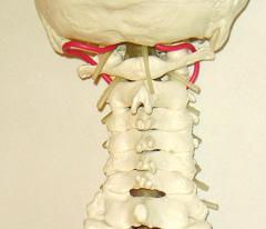 cervical spine2