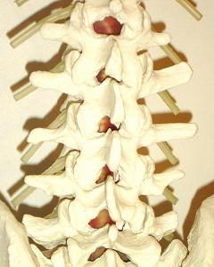 spine1